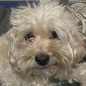 Meet your Posher, Ella